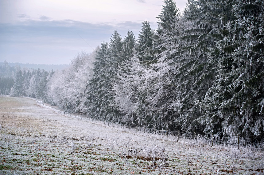 寒冷的冬季风景季节天空降雪冻结国家树木仙境环境旅行松树图片