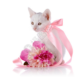 开花小猫白猫带粉色胶带和小马的花朵乐趣爪子尾巴快乐毛皮脊椎动物婴儿动物眼睛耳朵背景