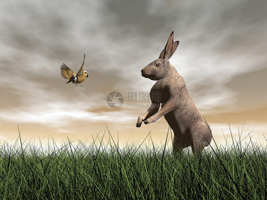 兔子和鸟儿聊天 - 3D图片