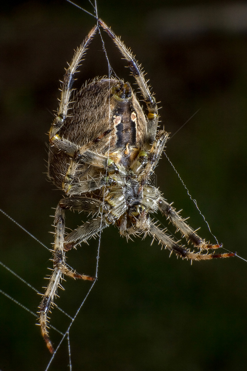 网上蜘蛛漏洞眼睛写作竞争昆虫网络宏观猎物女性斗争图片