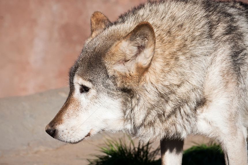 狼犬类荒野动物捕食者毛皮野生动物危险狼疮哺乳动物灰色图片
