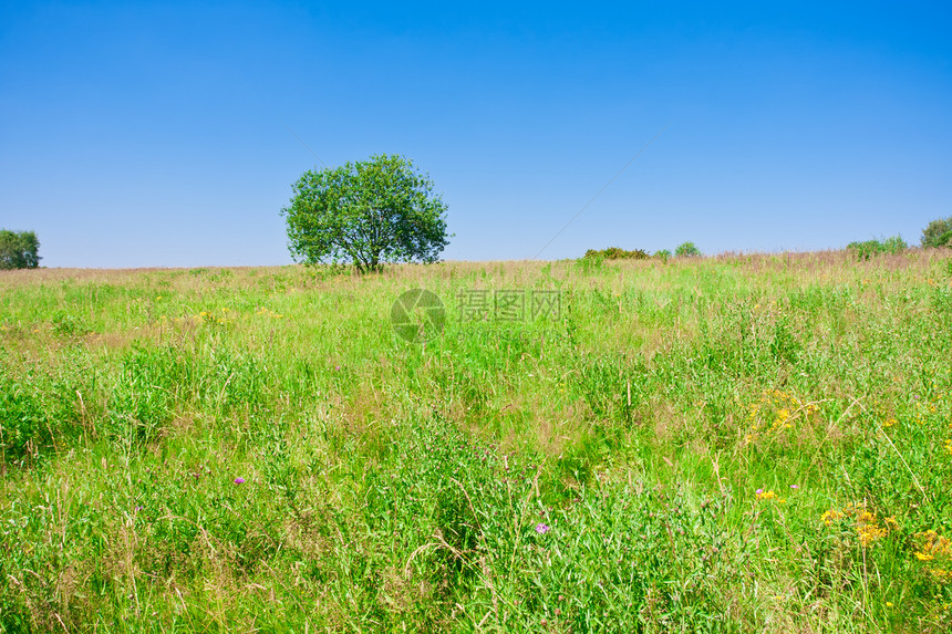 树树和字段地平线季节乡村牧场植物绿色农村晴天国家环境图片