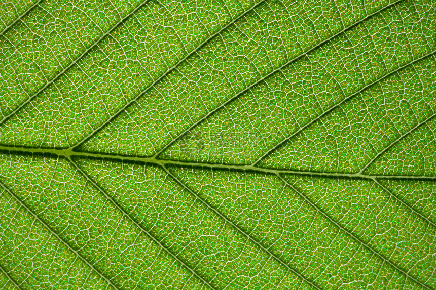 绿叶叶生长宏观植物学静脉细胞活力植物群绿色生活生态图片