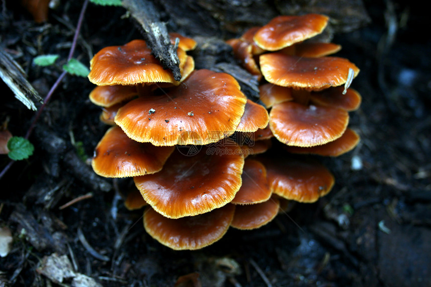 蘑菇寄生虫森林荒野木头图片