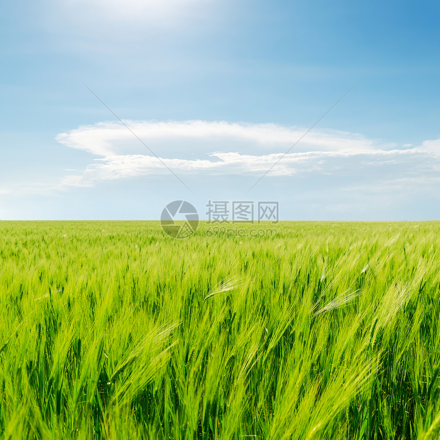绿地和蓝云天空环境场地太阳地平线风景天气季节蓝色草地生长图片