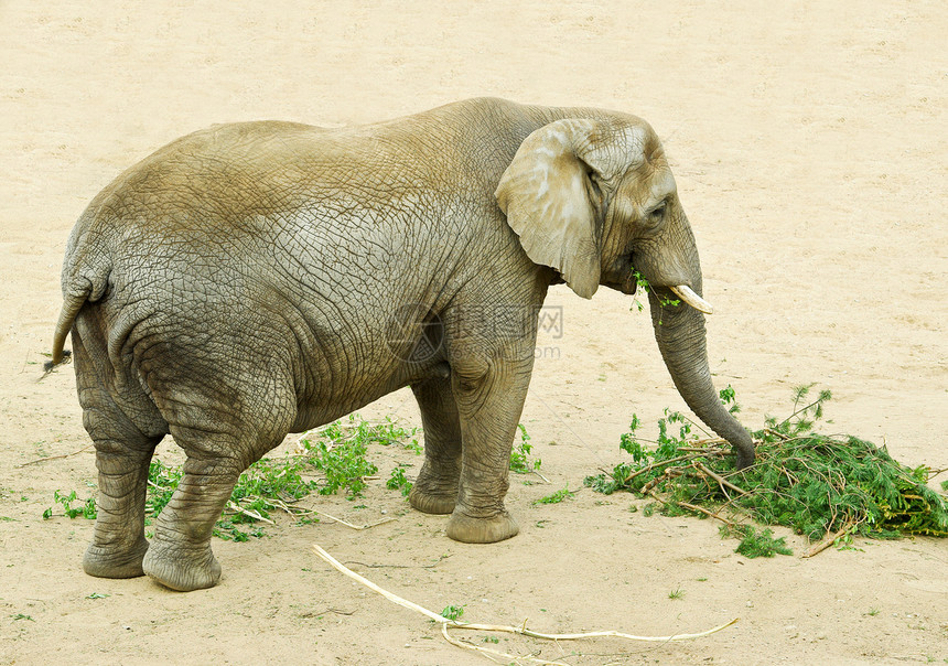 大象热带展示农场棕色鼻子动物园荒野丛林公园野生动物图片