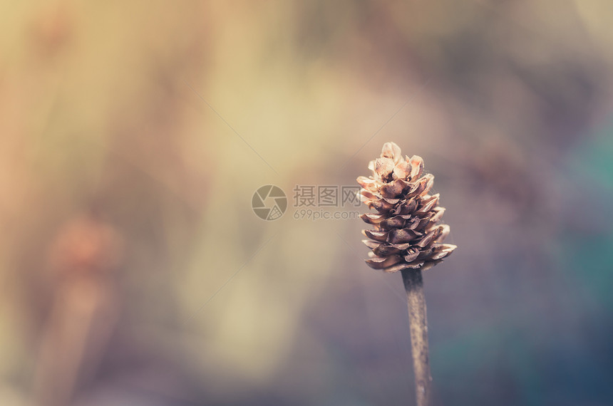 草花植物花园生活环境草地宏观生长杂草图片