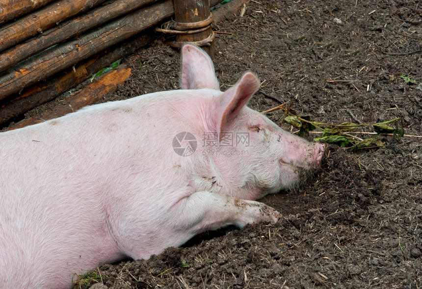 猪粉色猪圈母猪公猪哺乳动物动物猪肉家畜小猪农场图片