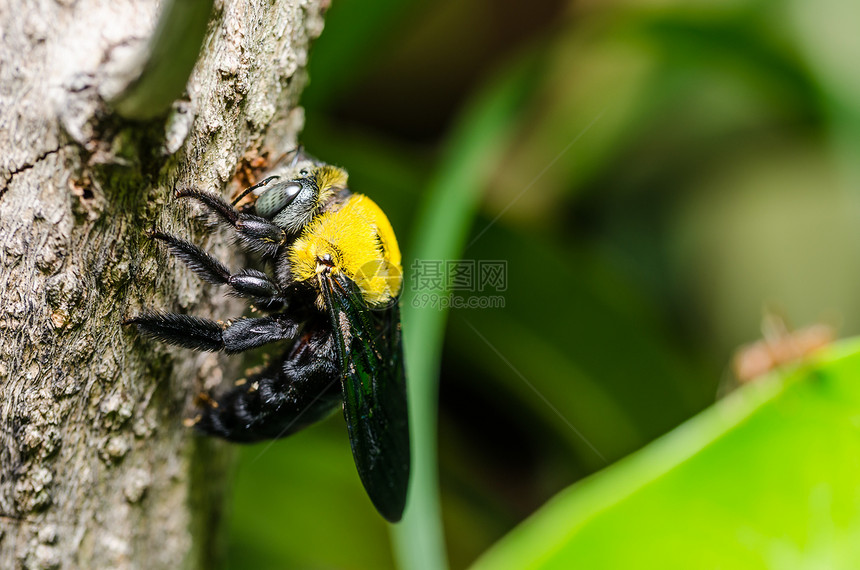 大自然中的木蜂花园漏洞害虫昆虫花蜜翅膀青虫宏观木匠黑色图片