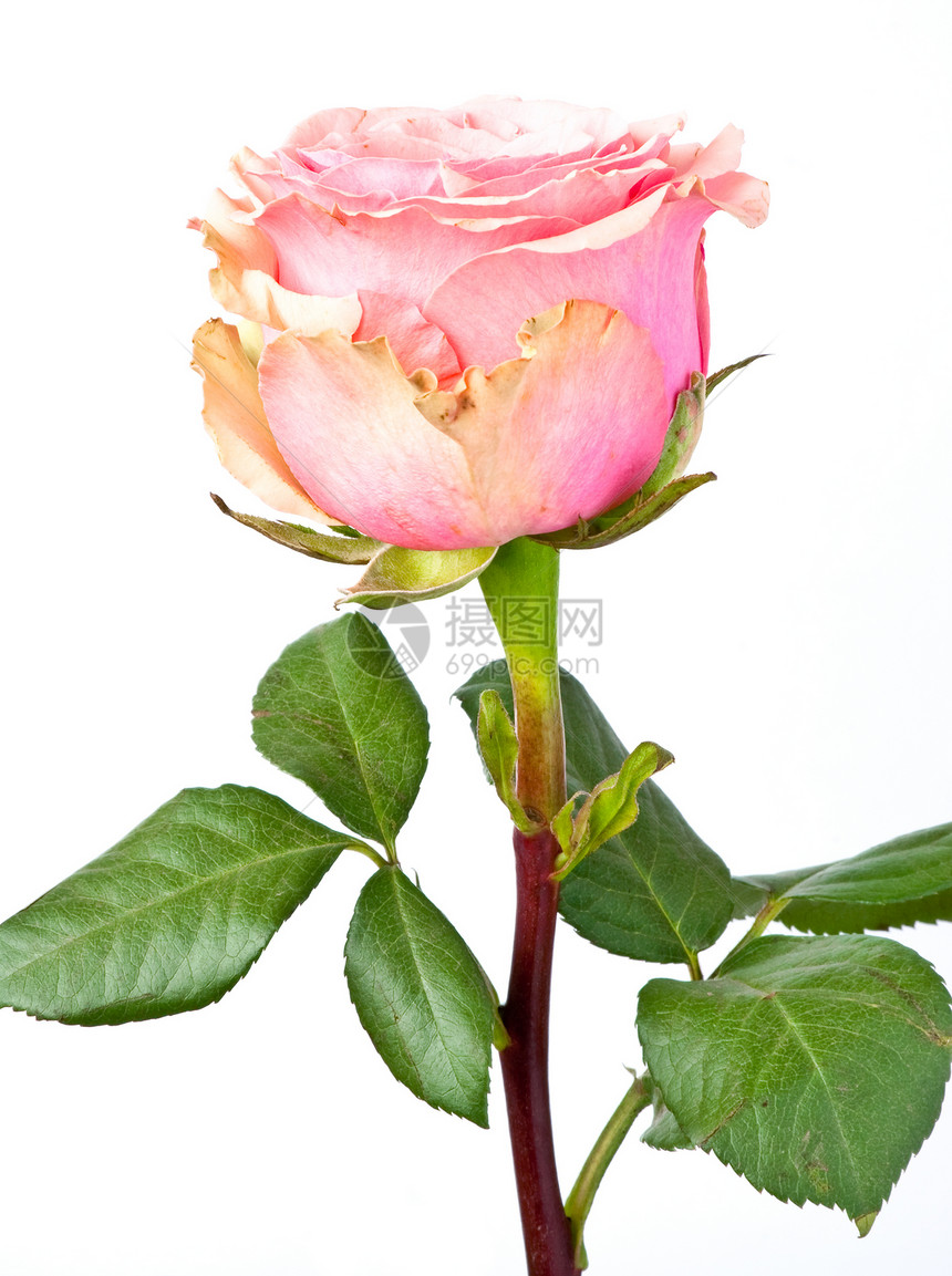 粉红玫瑰美丽植物白色礼物花瓣园艺脆弱性粉色叶子宏观图片