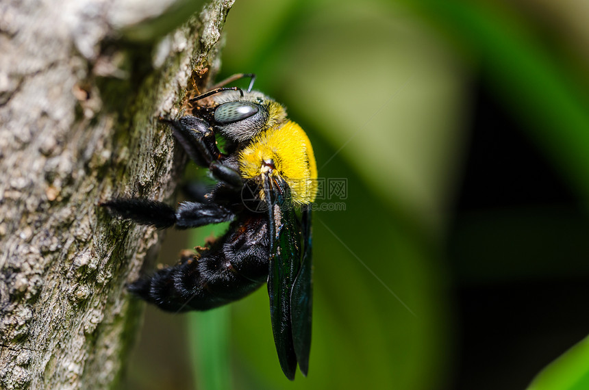 大自然中的木蜂花园花粉花蜜宏观害虫木匠青虫翅膀漏洞昆虫图片