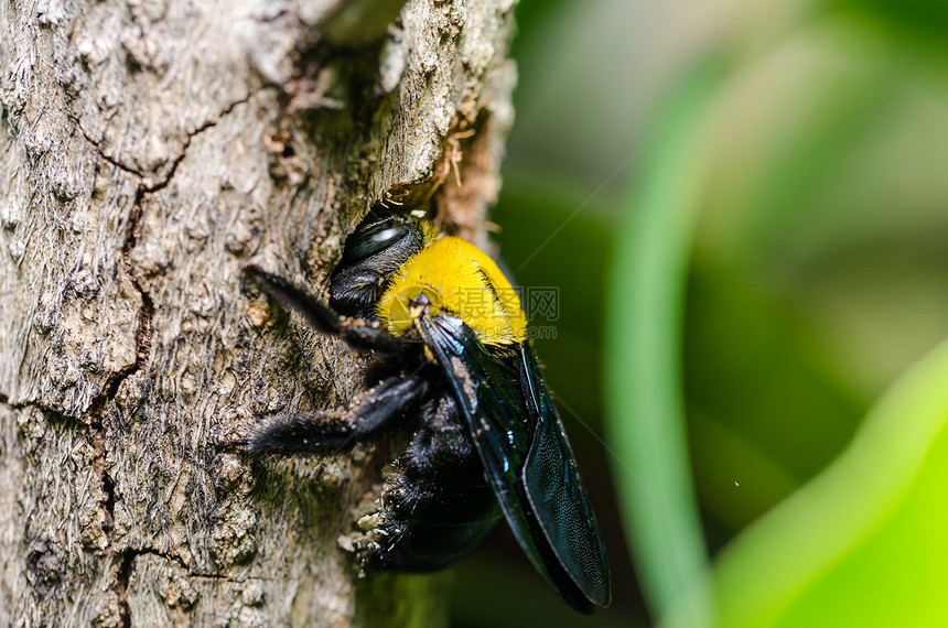 大自然中的木蜂害虫翅膀漏洞木匠黑色花蜜昆虫青虫花粉宏观图片
