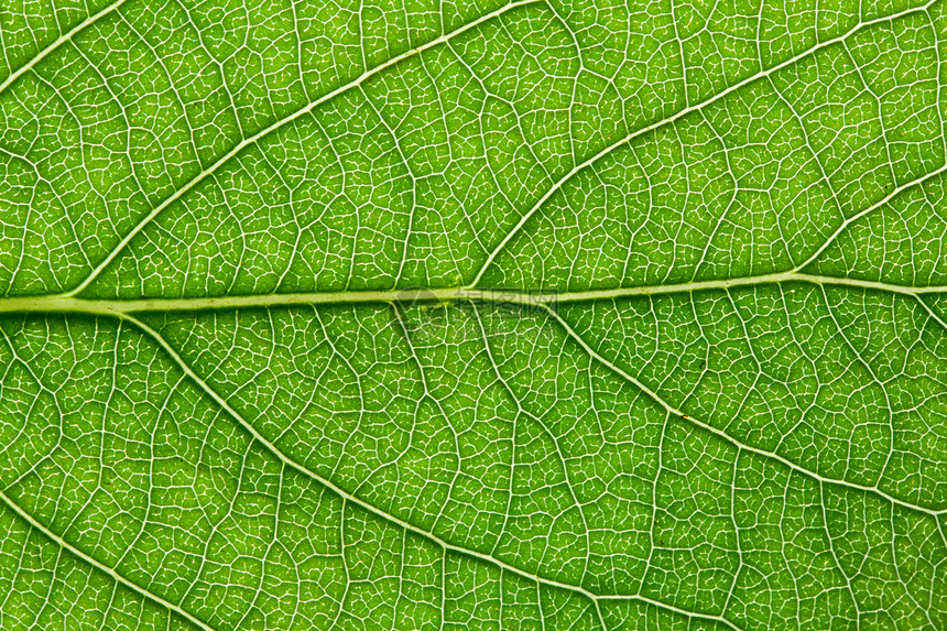 绿叶叶植物学宏观活力生态植物群细胞生活植物环境静脉图片