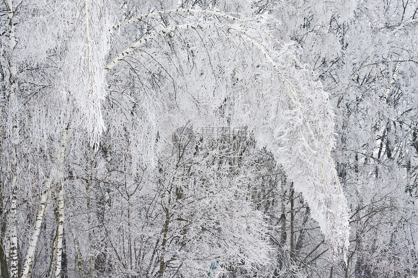 冬季森林木头树木场景季节冻结天气白色天空图片