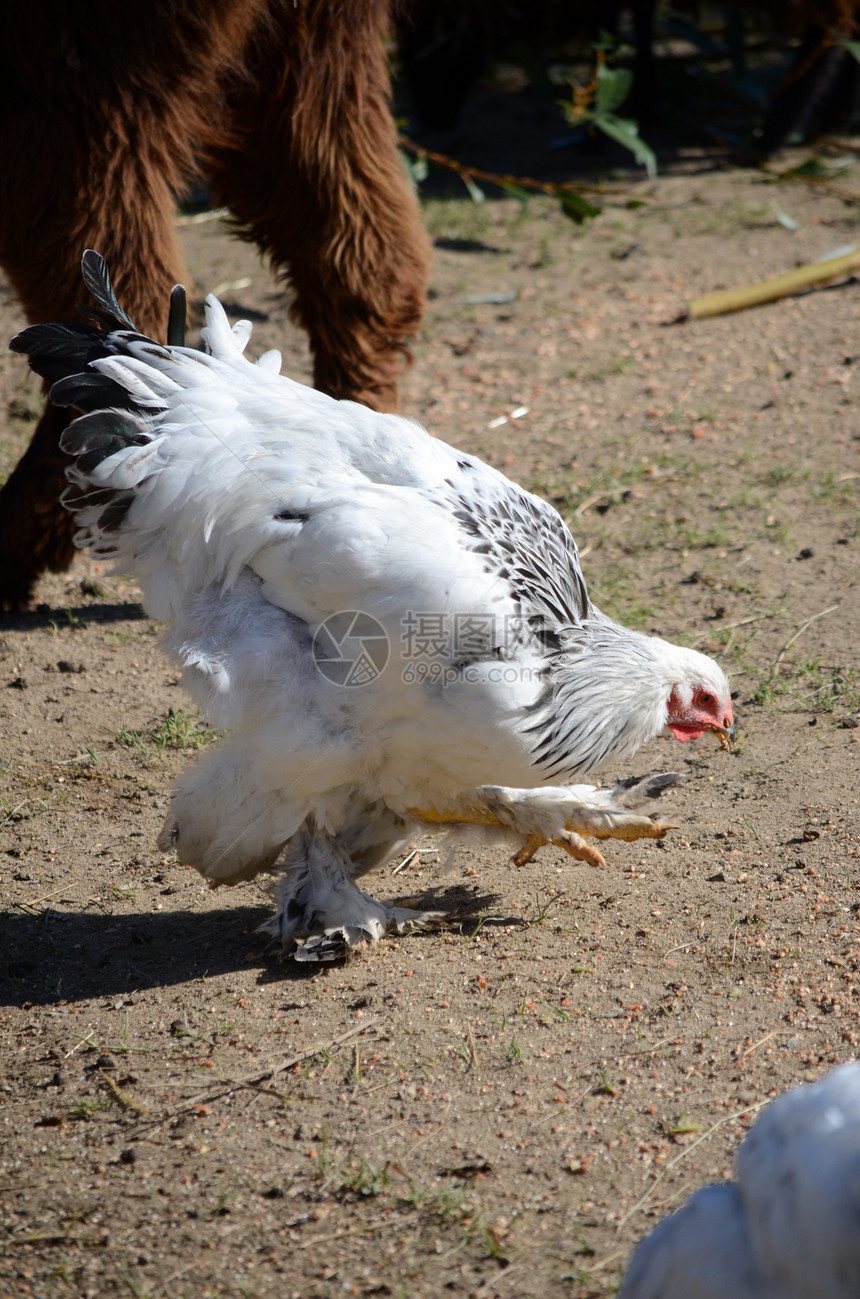 公吨羽毛动物农业白色家禽农场图片