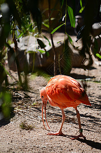 粉红色ibis动物群异国热带橙子羽毛动物情调背景图片