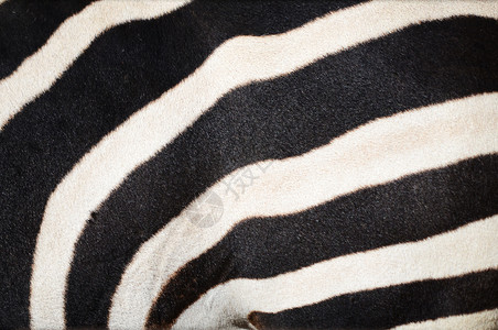 斑马模式动物黑色白色哺乳动物条纹背景图片