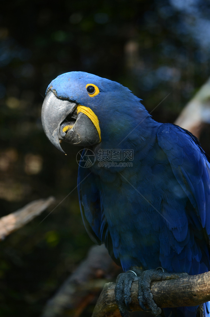 蓝色金刚鹦动物园情调黄色羽毛动物鹦鹉异国眼睛图片