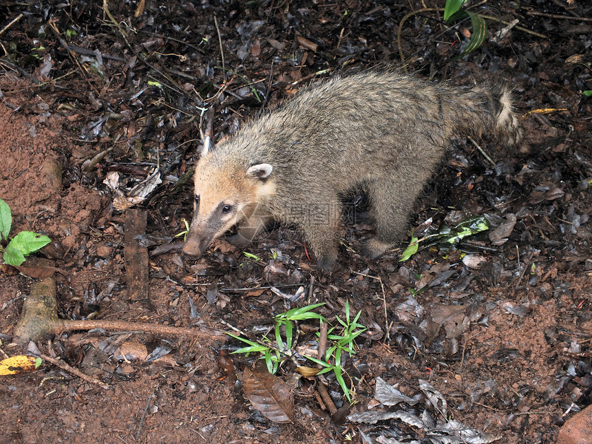 环尾 Coati Nasua nasua动物环境野生动物荒野鼻子毛皮雨林丛林哺乳动物尾巴图片