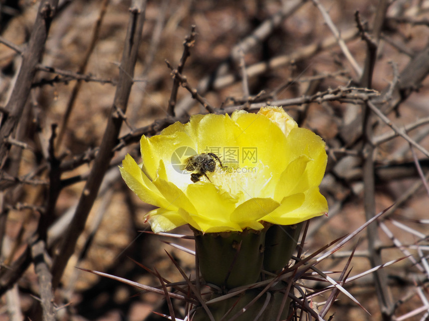 蜜蜂授粉 花朵为乌兰提卡图片