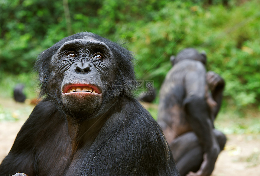 博诺博潘帕尼斯库斯肖像侏儒生物蓝色森林丛林思考灵长类濒危野生动物黑猩猩图片