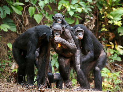 黑猩猩公益(泛板会议)背景图片