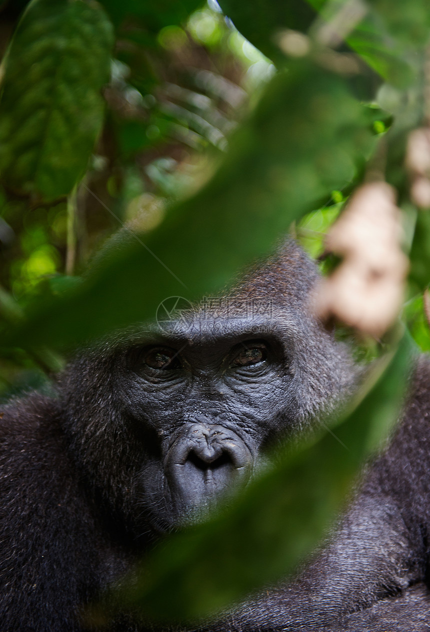 西部低地大猩猩一名女性的肖像灵长类野生动物濒危丛林森林荒野力量俘虏生活动物图片
