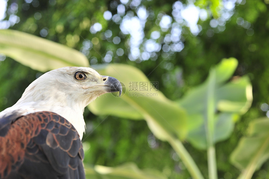 非洲鱼鹰非洲鱼鹰的肖像成人荒野翅膀旅行猎物羽毛账单栖息海藻野生动物图片