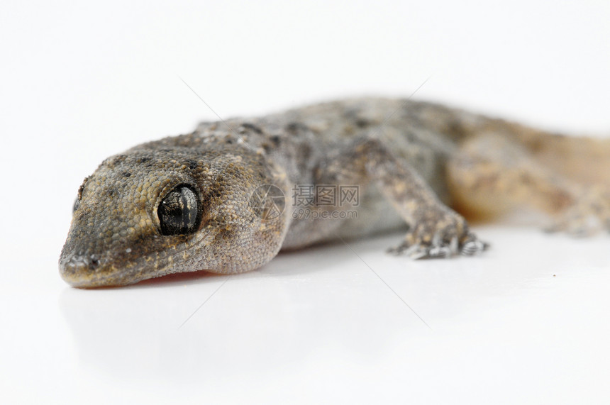 Gecko 蜥蜴爬行动物动物房子宠物生物棕色工作室野生动物动物群荒野图片