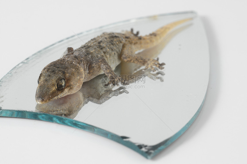 一个小Gecko Lizad和镜像壁虎脊椎动物棕色皮肤动物群宠物情调野生动物异国房子图片