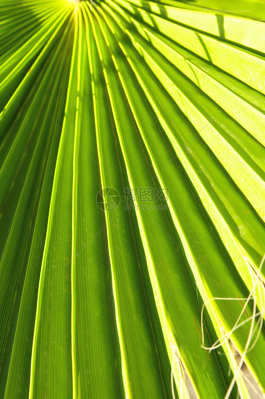绿棕榈假植物手掌绿叶森林生长花园植物学绿色图案叶子图片
