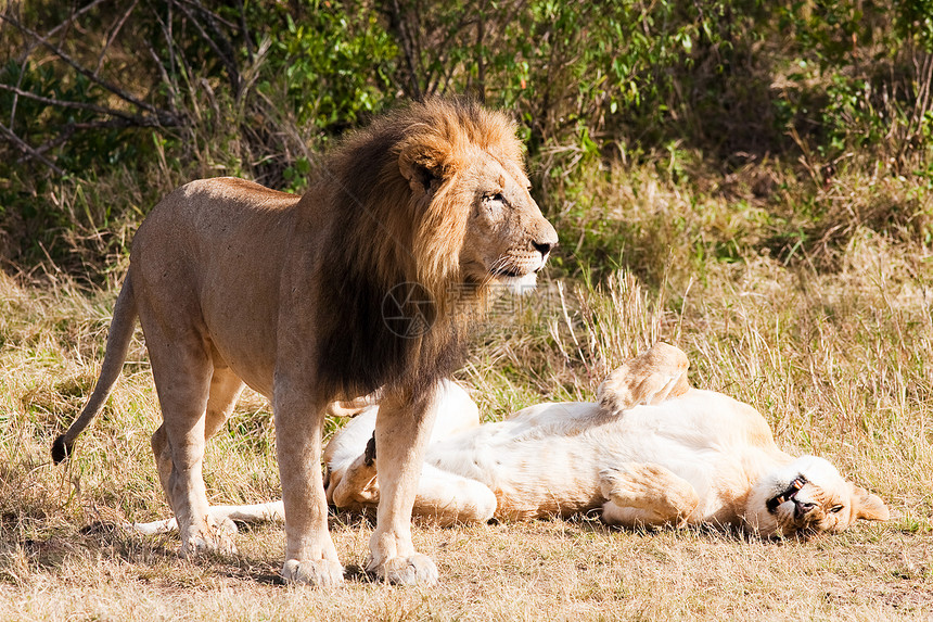 女性和男性狮子情侣猫科地方地标目的地成年人母狮女士大草原野生动物图片