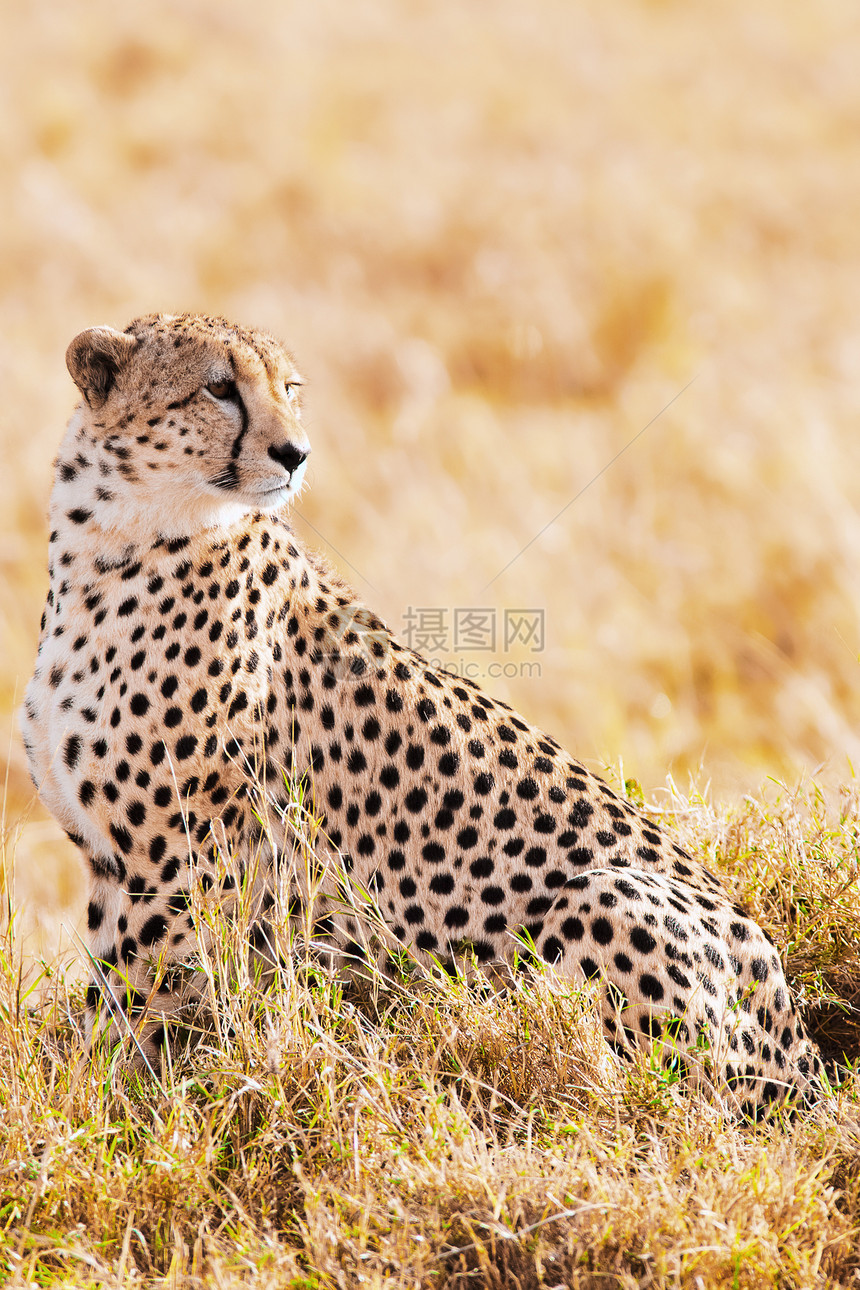 猎豹哺乳动物目的地地方野生动物猫科旅行动物地标全景大草原图片