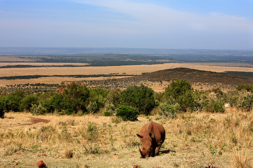 白犀牛犀科白色全景旅行野生动物犀牛地标动物大草原目的地图片