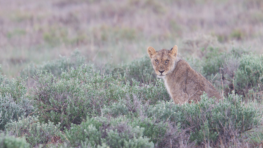 狮子在伊托沙雨平原上行走荒野动物哺乳动物驾驶捕食者大草原毛皮树木食肉衬套图片