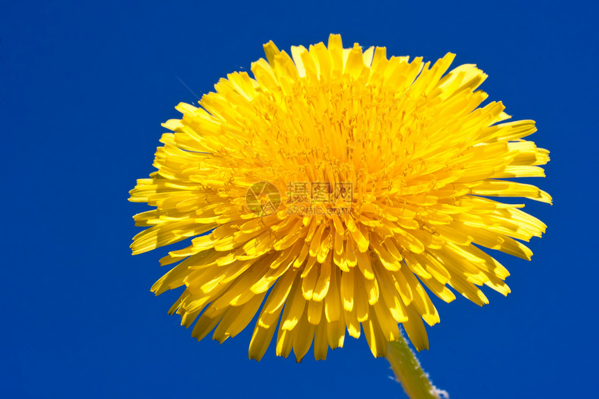 达当量植物蓝色天空宏观黄色草地草本植物季节花瓣植物群图片