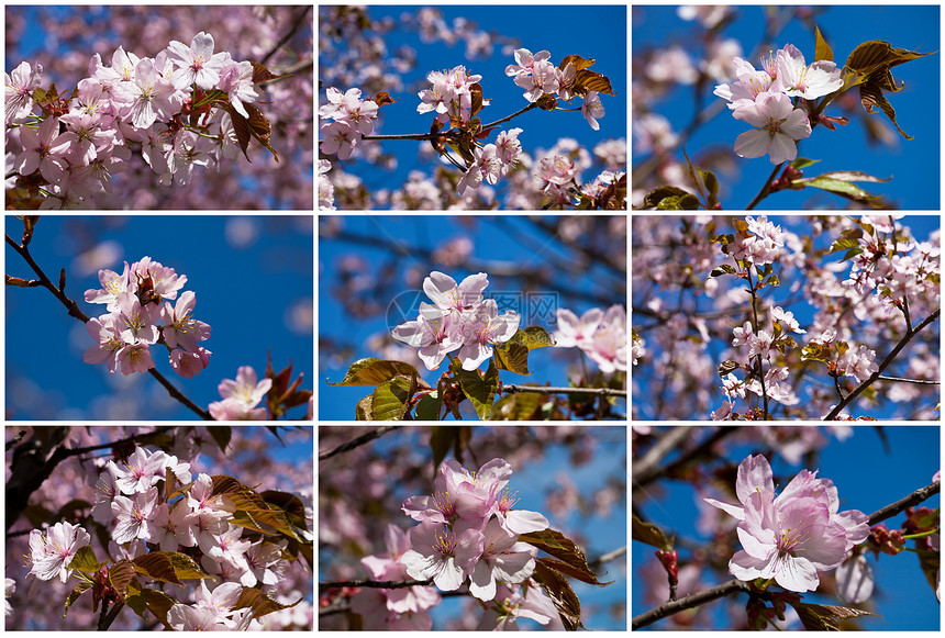 樱花花蓝色天空宏观植物群季节植物花瓣粉色花园樱花图片
