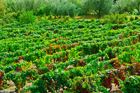 橄榄种植园下雨日爬坡阴霾花园土地葡萄园农场栽培酒厂水果生长背景