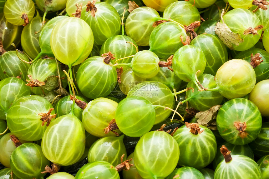 鹅莓绿色食物水果甜点宏观营养团体浆果白色图片
