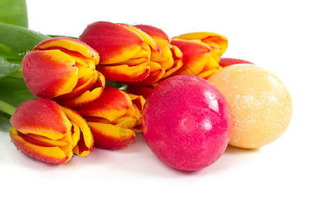 郁金和鸡蛋粉色黄色红色白色郁金香背景图片