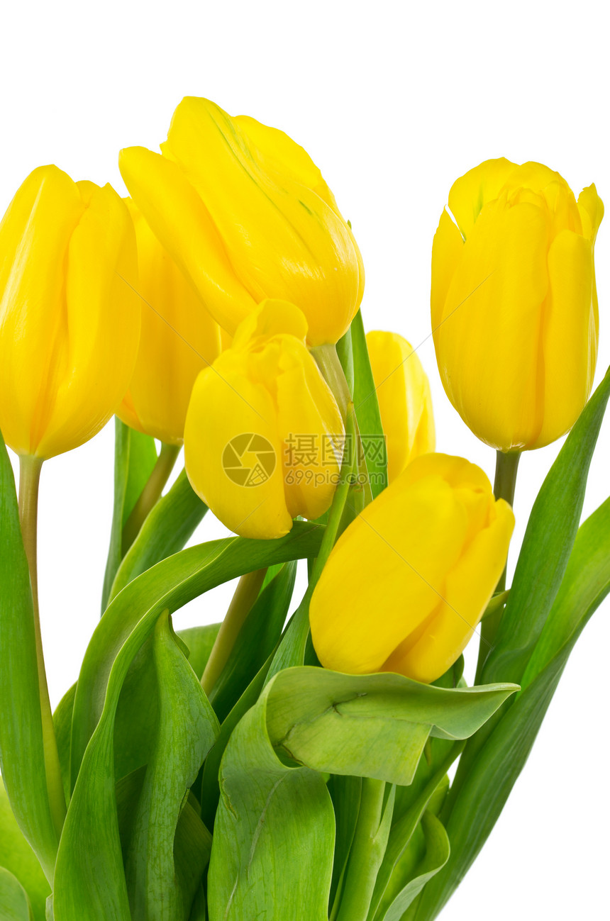 黄色郁金香白色花束图片