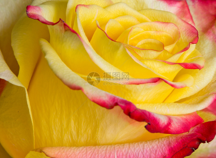 新鲜黄玫瑰橙子红色玫瑰黄色花瓣图片