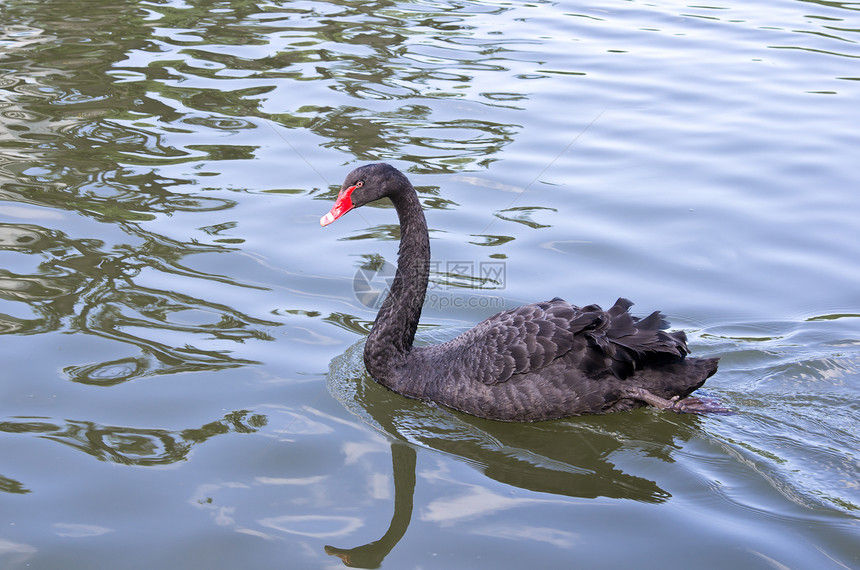湖边的黑天鹅红色皇家天鹅黑色游泳图片