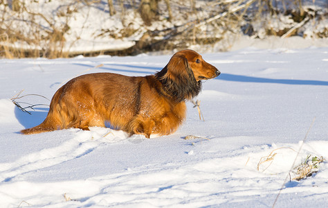 雪狗Dachshund 站在雪地草原上背景