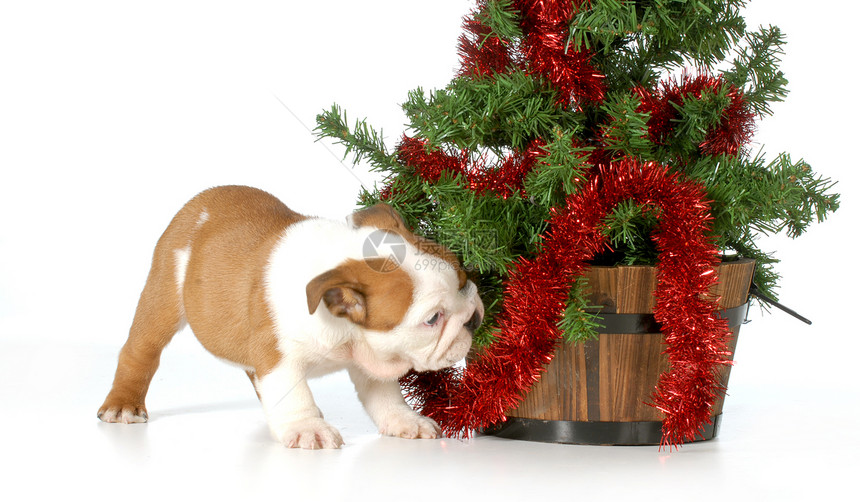 圣诞小狗皱纹动物犬类工作室礼物细绳英语喜悦宠物季节图片