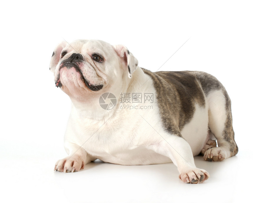 英国斗牛犬肖像主题白色褐色脊椎动物棕色宠物警报犬类英语工作室图片