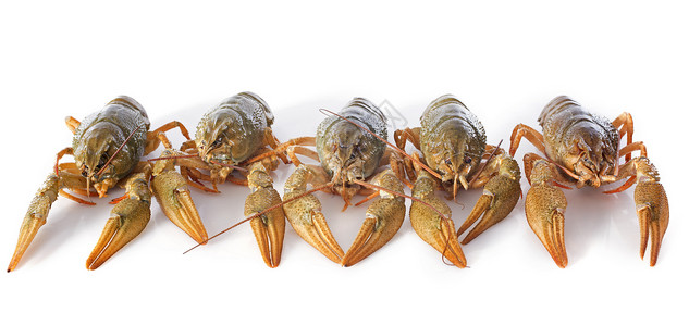 龙虾河动物奢华甲壳海鲜团体餐厅美食食物节食背景图片