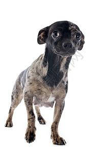 小狗吉娃娃伴侣动物灰色白色运动棕色黑色陨石色宠物犬类背景图片