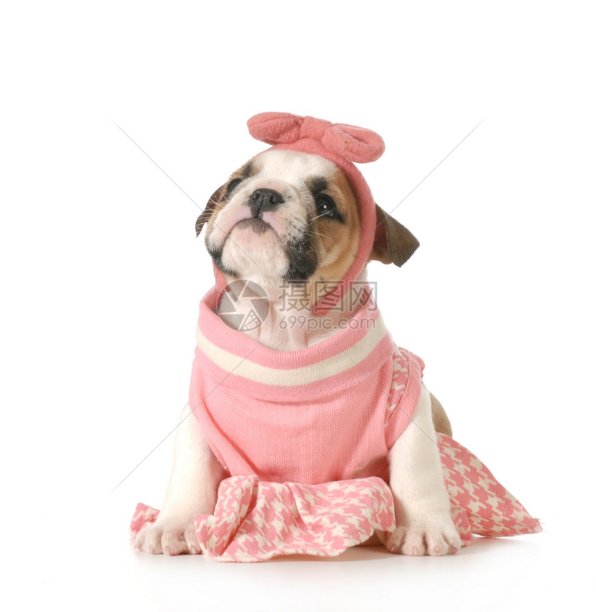 可爱的雌小狗衣服粉色犬类斗牛犬女性宠物女孩棕色白色皱纹图片