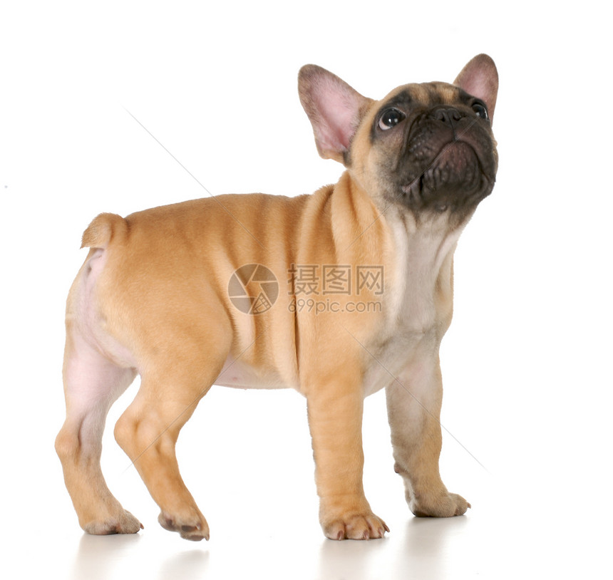 可爱的小狗正方形家畜工作室犬类哺乳动物宠物图像主题白色警报图片